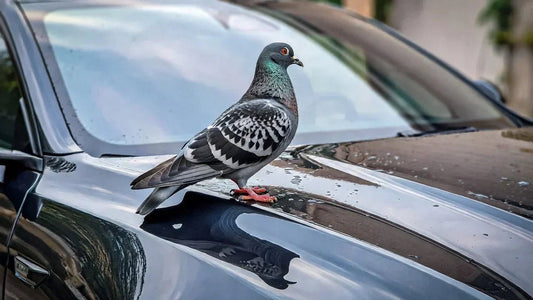 VaporWax vs. The Birds: When Nature Poops on Your Dreams Bird Droppings: Cute from Afar, Automotive War Crimes Up Close.